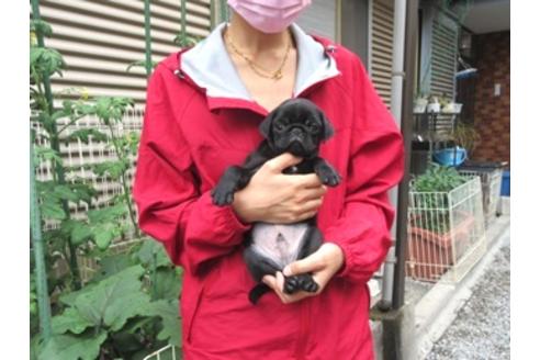成約済の神奈川県のパグ-137408の3枚目